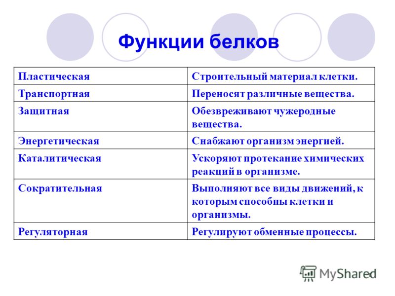 Роль белков в организме животных. Важнейшие функции белков. Функции белков в организме. Каталитическая функция белков таблица. Важные функции белков.