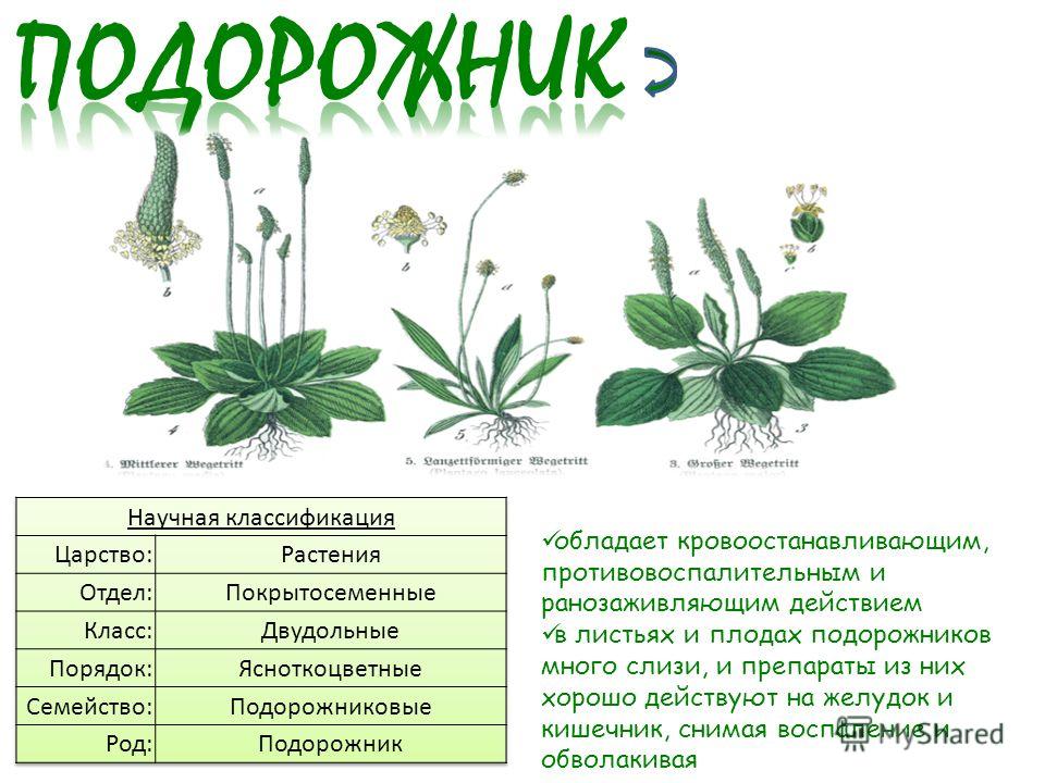 Состав слова подорожник