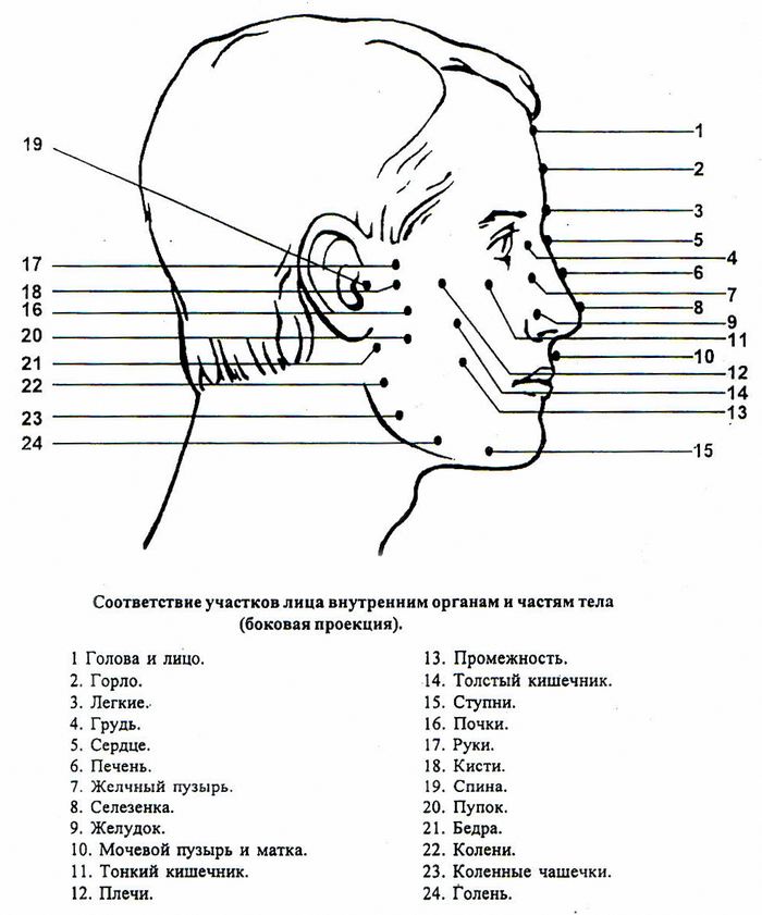 Название лбов. Как называется нижняя часть лица сбоку. Названия частей лица человека схема. Проекция точек на лице на внутренние органы.