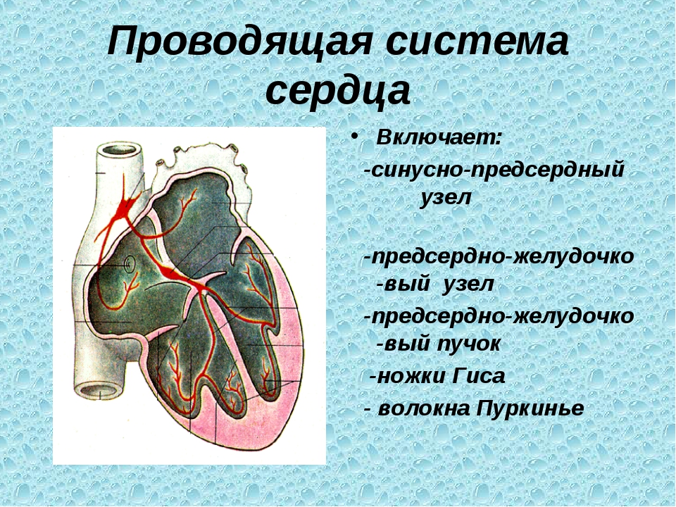 Сердце порядка. Проводящая система сердца синусно предсердный узел. Проводящая система сердца физиология. Синусно предсердный узел анатомия. Проводная система сердца.