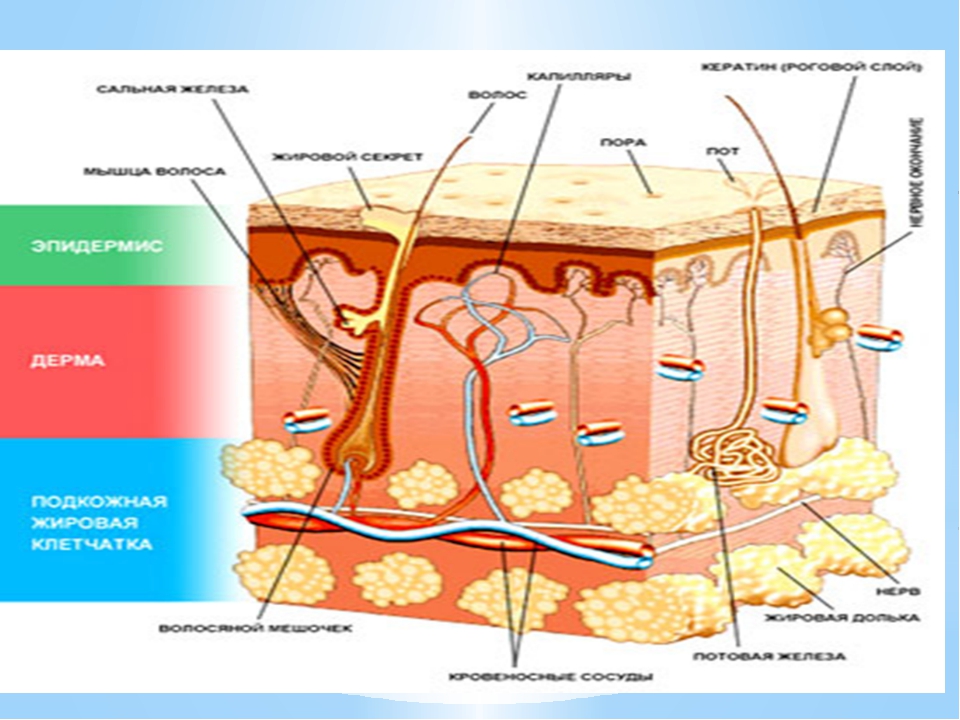 Кожа анатомия человека презентация