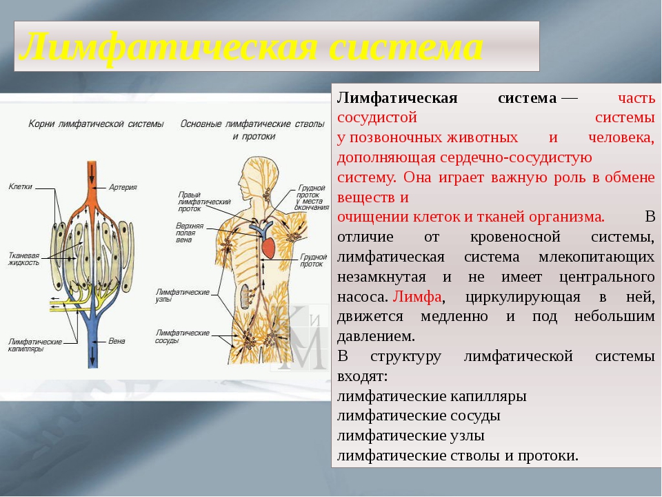Какие особенности строения артерии. Строение кровеносной и лимфатической системы таблица. Функции лимфатической системы анатомия. Лимфатическая система схема таблица. Основные части лимфатической системы 8 класс.