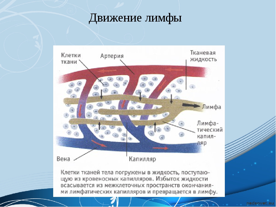 Лимфа тесты