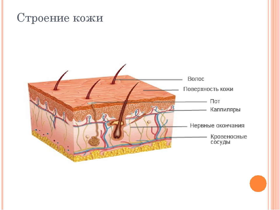 Рисунок кожа для детей