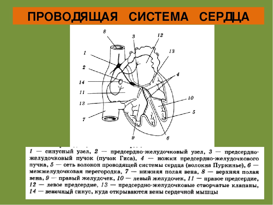 Проводящая структура. Проводящая система сердца схема физиология. Состав проводящей системы сердца. Схема проводящей системы сердца анатомия. Проводящая система сердца структуры проводящей системы.