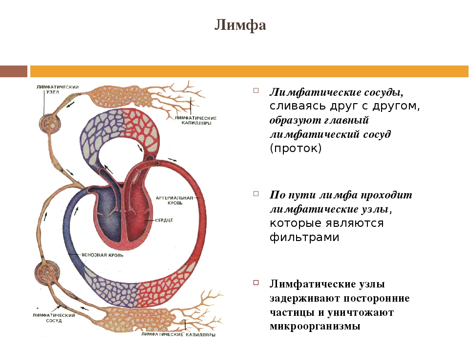 Лимфа тесты