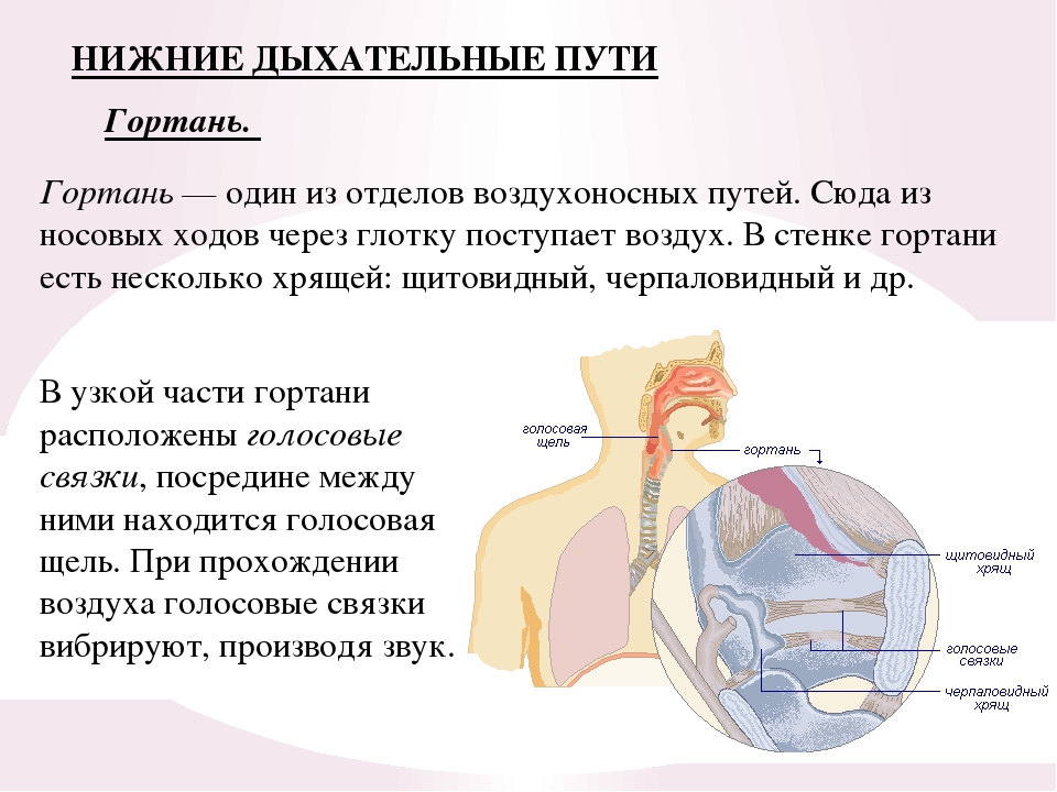 В какую систему органов входит гортань. Дыхательные пути биология 8 класс. Дыхательная система человека строение и функции. Дыхательная система гортань. Строение отделов дыхательной системы.