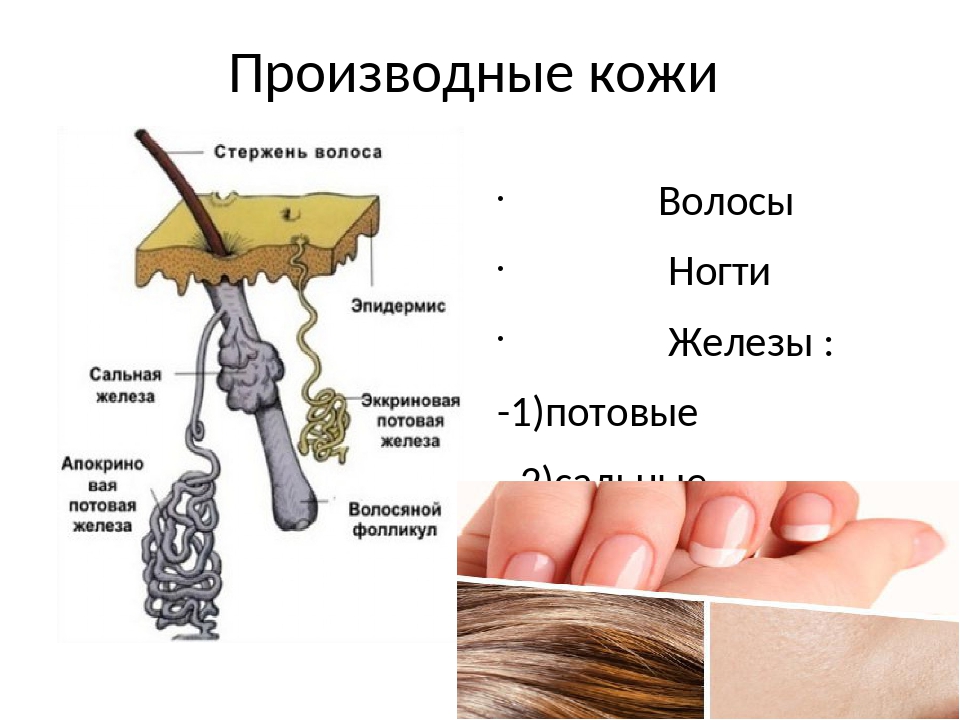 Строение и функции производных кожи. Производные кожи человека биология 8 класс. Производные кожи волосы и ногти. Производные кожи железы волосы ногти. Строение волос и ногтей.