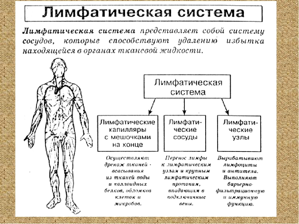 Функции лимфатической организма