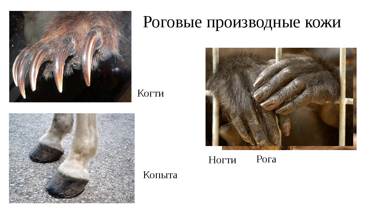 Производные эпидермиса млекопитающих. Роговые производные кожи. Когти ногти копыта млекопитающих. Производные кожи млекопитающих. Производные эпидермиса у животных.