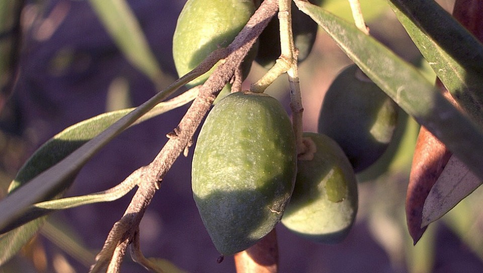 Olive Oil Fruit