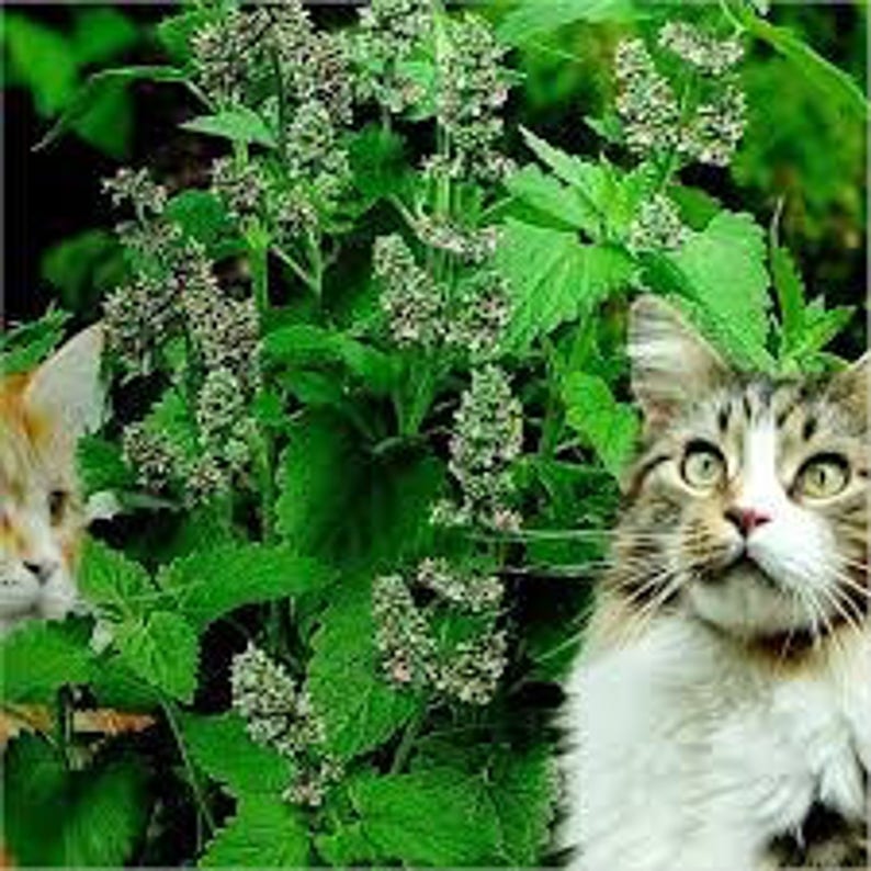 Для чего нужна мята для кошек. Трава котовник кошачий. Кошачья мята трава. Catnip Кошачья мята. Котовник кошечка Nepeta l.