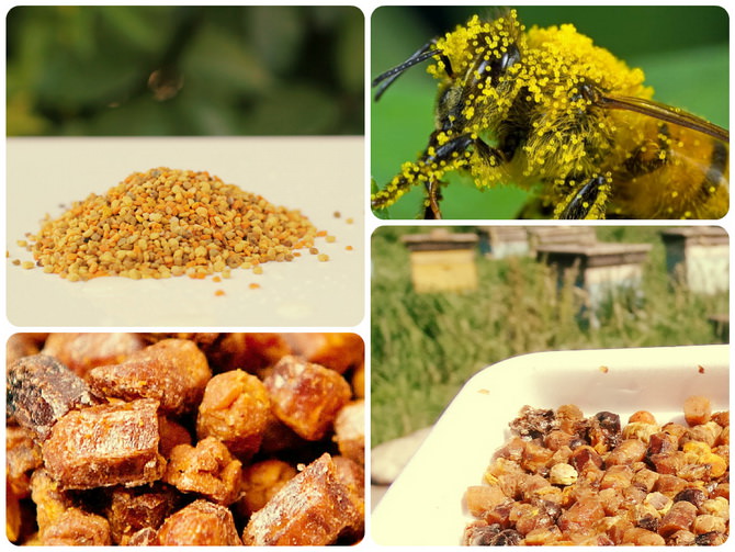 Польза пыльцы: Пчелиная пыльца. Польза и вред / ГОРДОН - Власиха ICVL.RU Портал