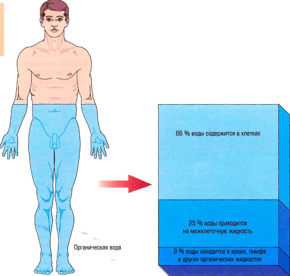 Какая жидкость человека. Вода в организме. Вода в теле человека. Задержка жидкости в организме. Функции воды в организме человека.