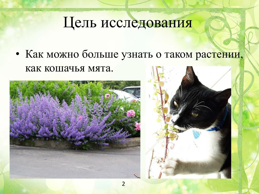 А мы пахнем кошачьей мятой и листвой. Кошки и растения. Кошачий цветок как называется. Кошачья мята. Какое растение любят кошки.