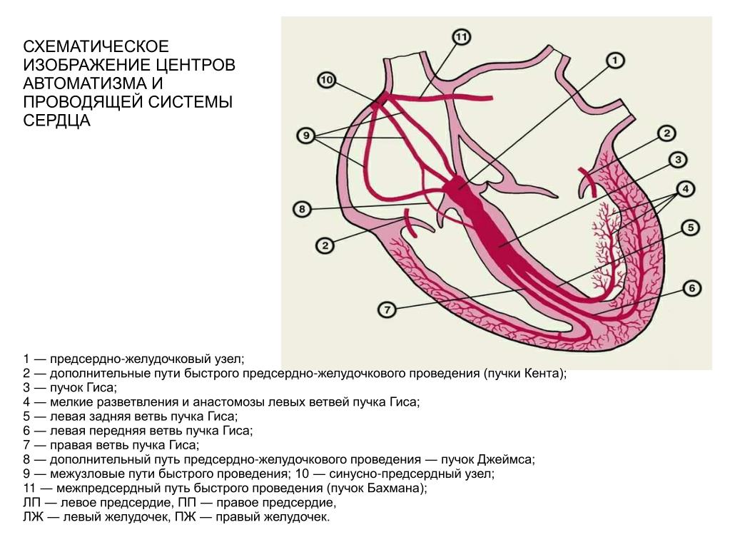 Рисунок проводящей системы сердца