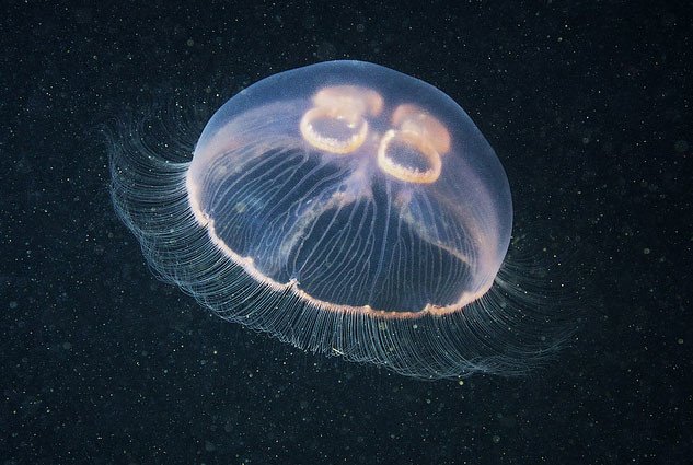 укус медузы