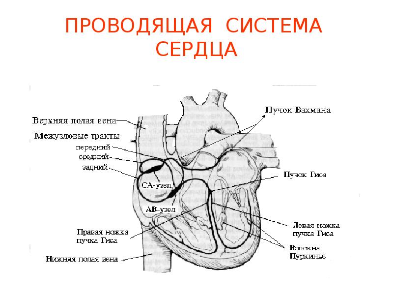 Рисунок проводящей системы сердца