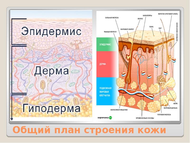 Эпидермис это. Кожа и ее производные. План строения кожи. Общий план строения кожи. Схема строения кожи и ее производные.