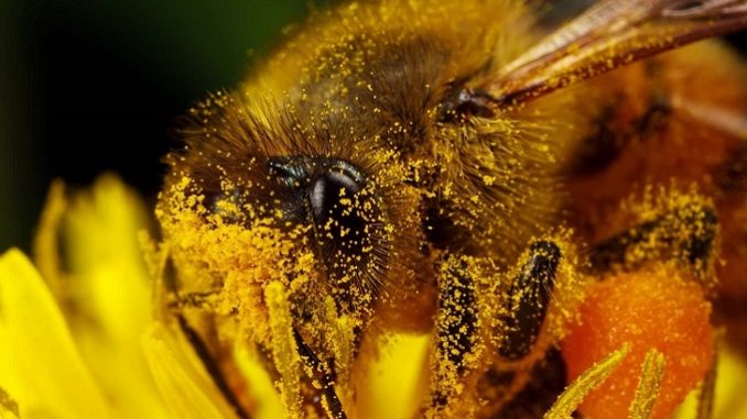 пчела и пыльца