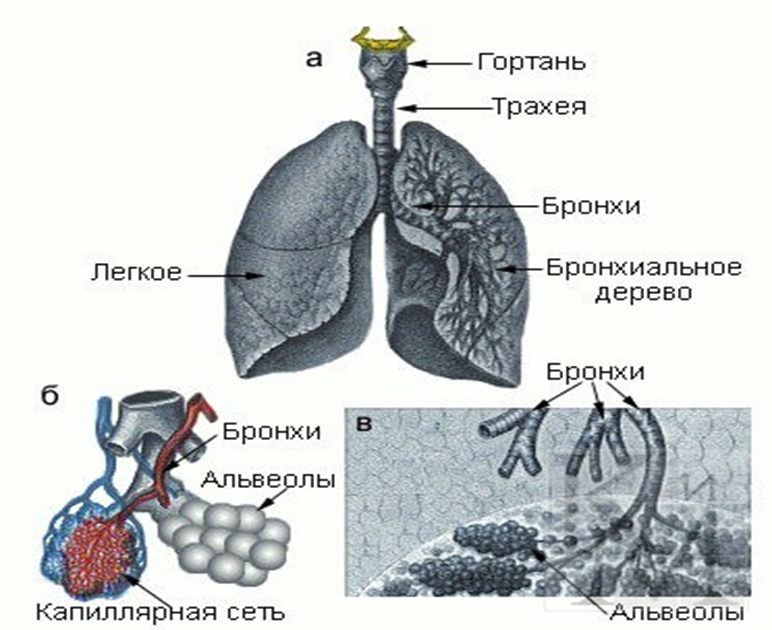 Бронхи и легкие строение картинки