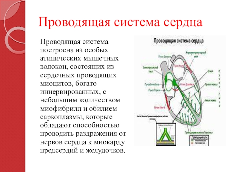 Проводящие свойства. Основные функции проводящей системы сердца. Основная функция проводящей системы сердца это. Охарактеризуйте проводящую систему сердца. Составляющие проводящей системы сердца.