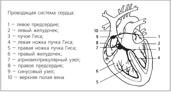 Схема узлов и пучков проводящей системы сердца