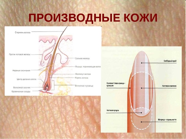 Волосы и ногти презентация 3 класс