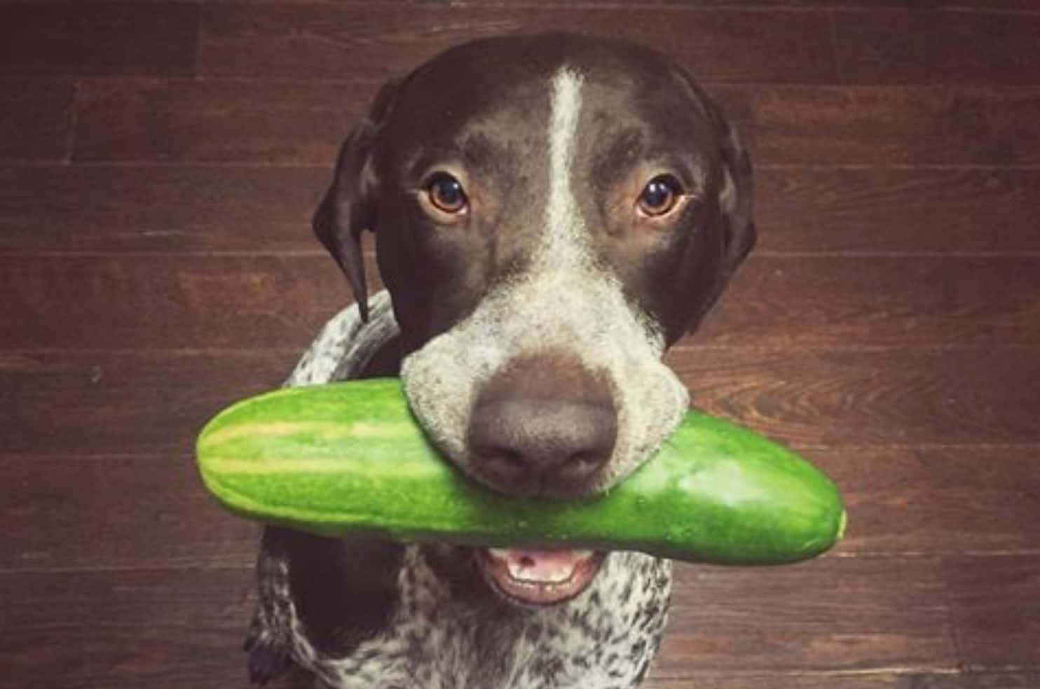 There are certain risks and side effects when feeding dogs cucumbers.
