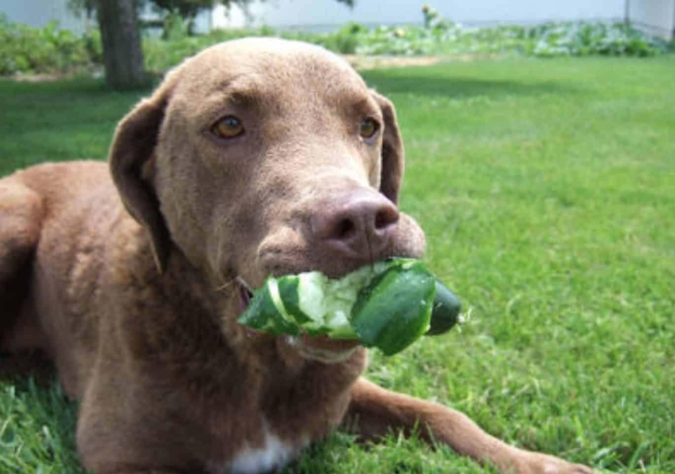 Dogs can only eat cucumbers when they are properly prepared for them.